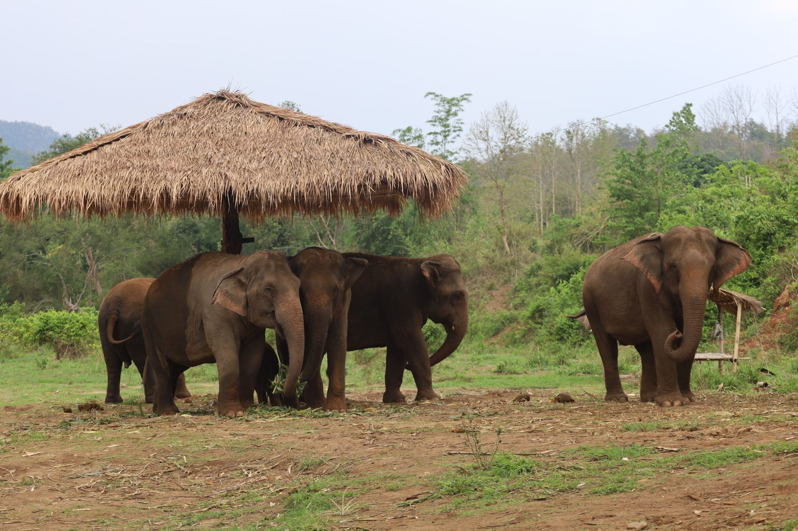 Elephants walking toward you with mountain forest behind — Chiang Mai sanctuary
