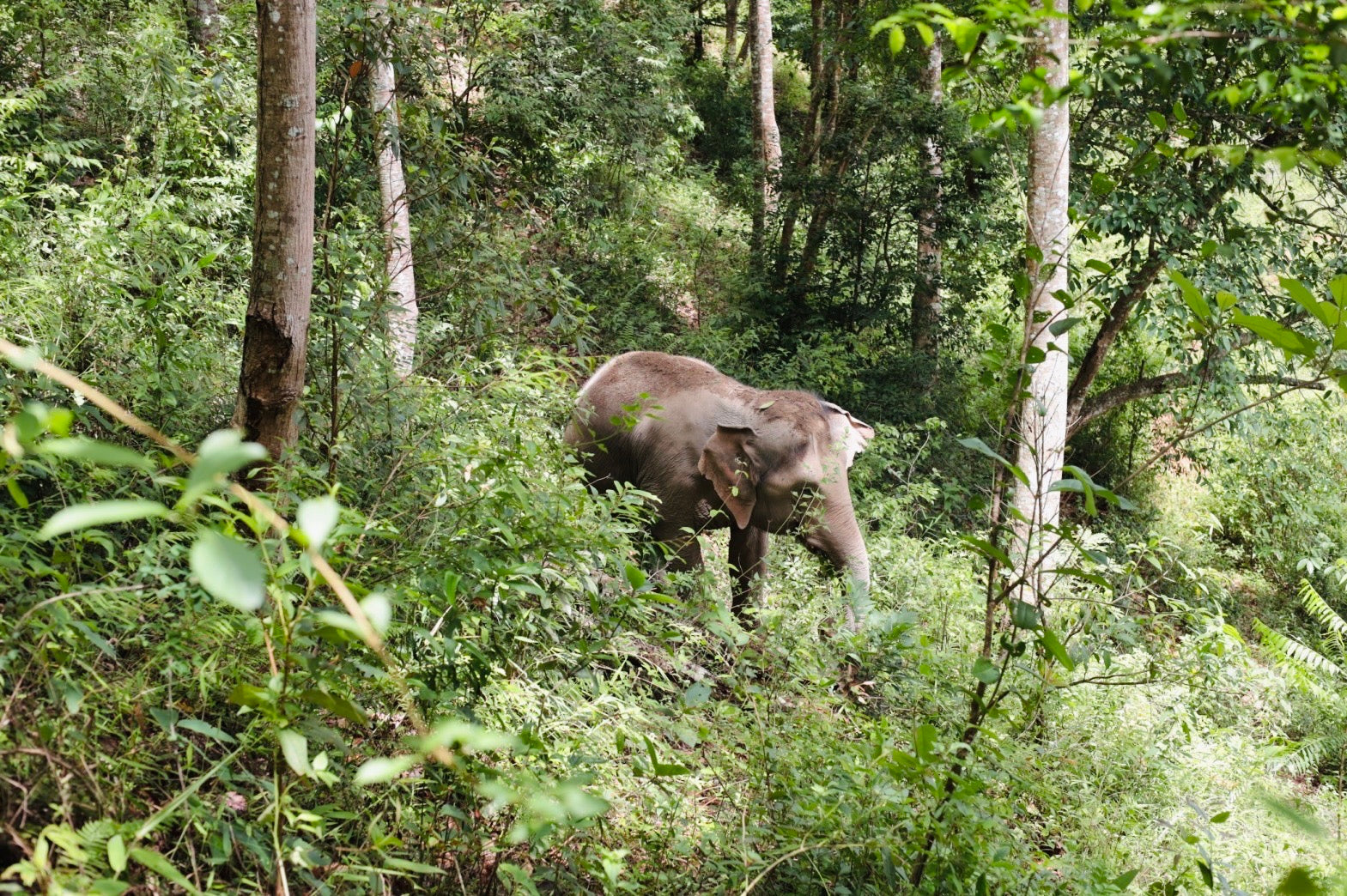 Visitors hiking through dense jungle alongside elephant