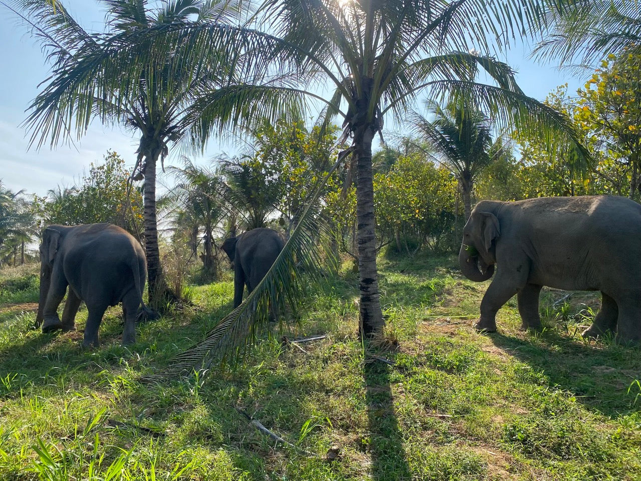 Elephant in a green Chonburi sanctuary landscape