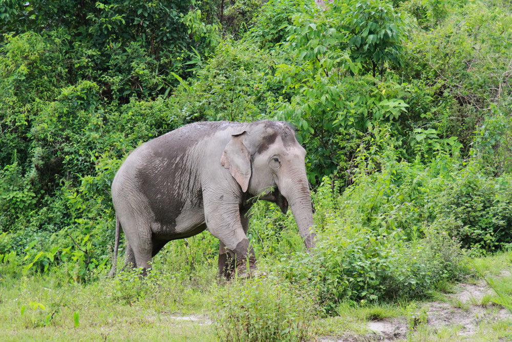 Ethical elephant sanctuary experience in Thailand — selected moment 8
