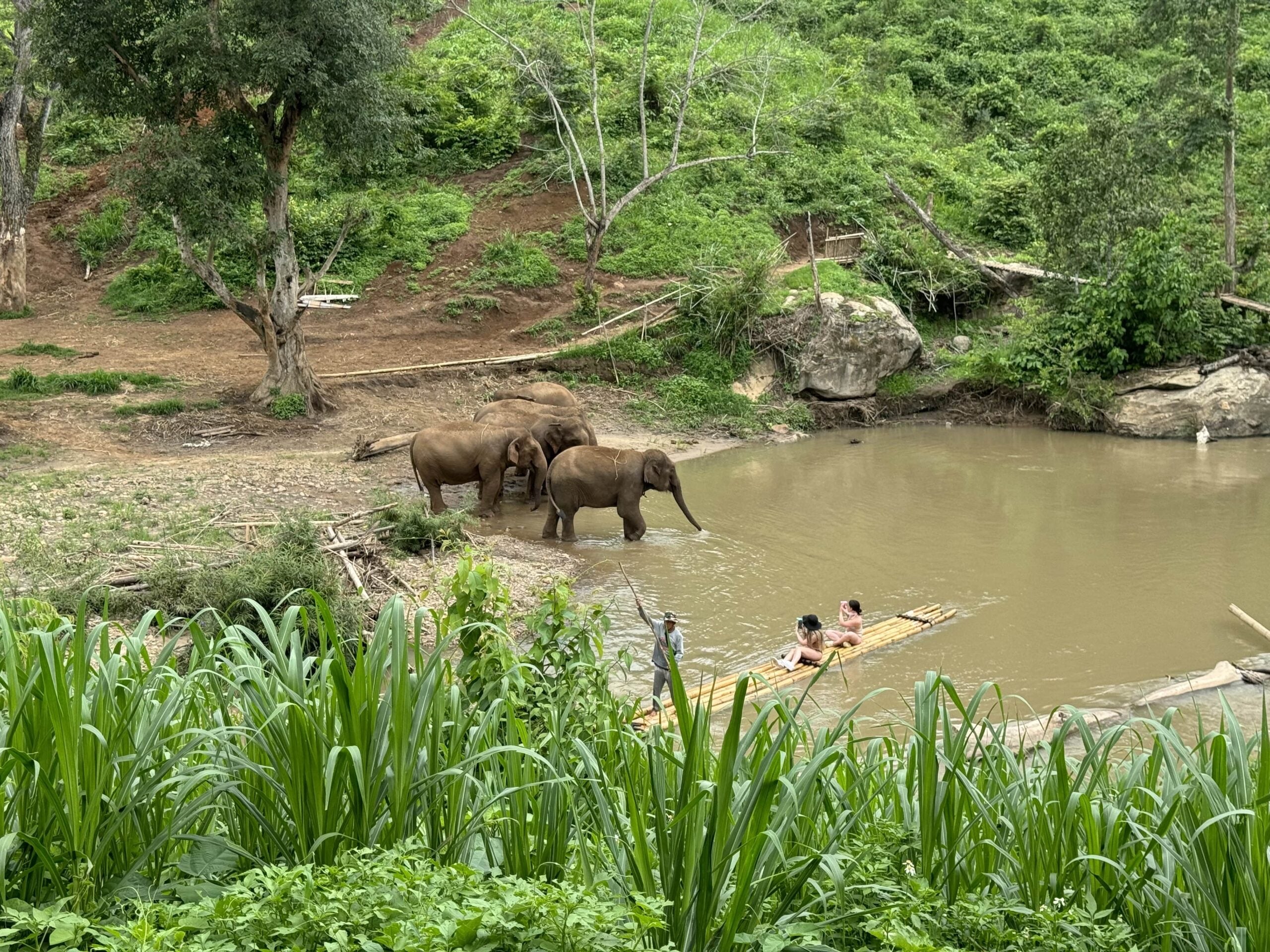 Baby elephant Charlie and mother raising trunks at Chonburi sanctuary