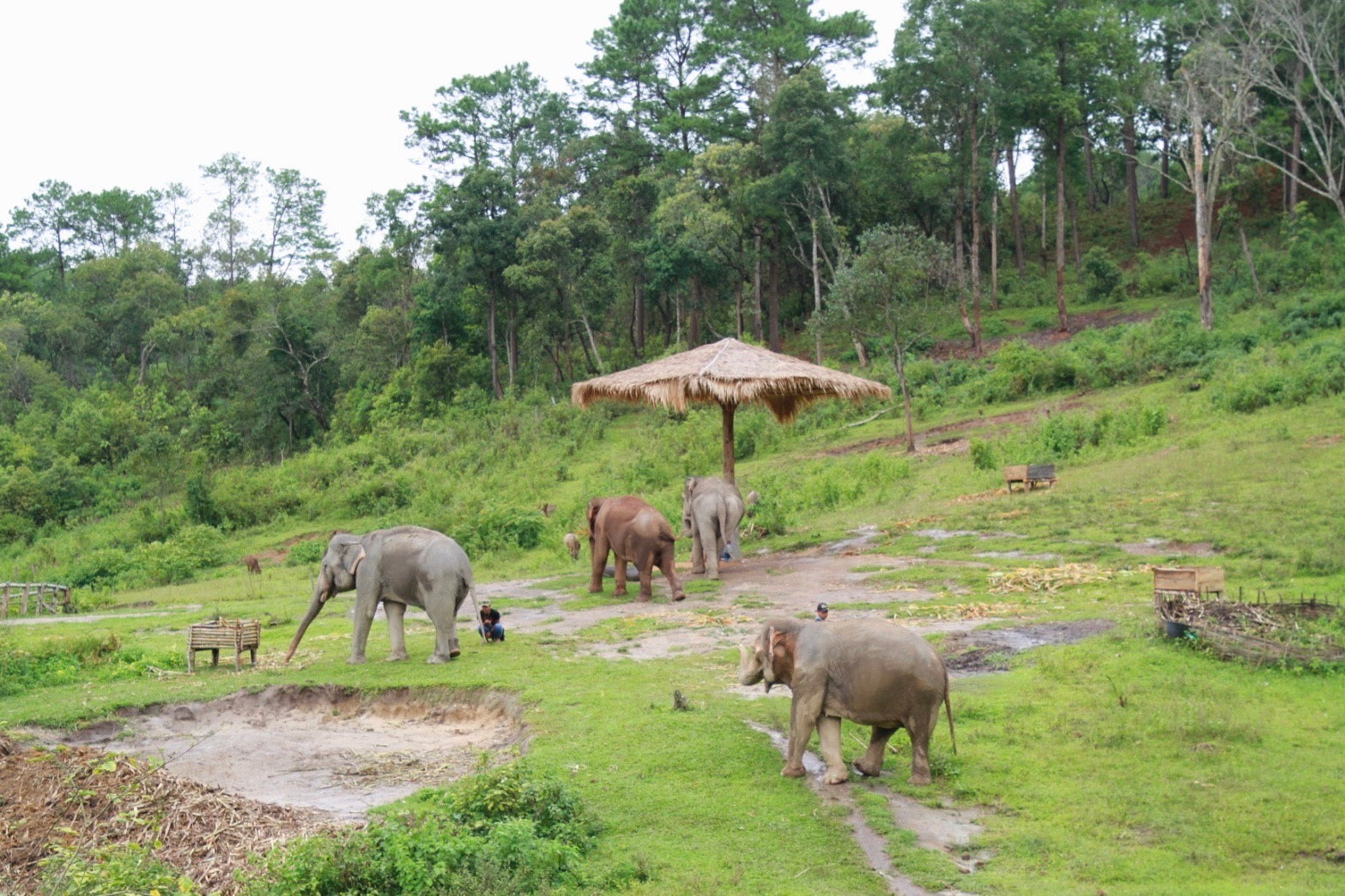 Your First Thailand Elephant Sanctuary Visit: A Step-by-Step Booking Checklist