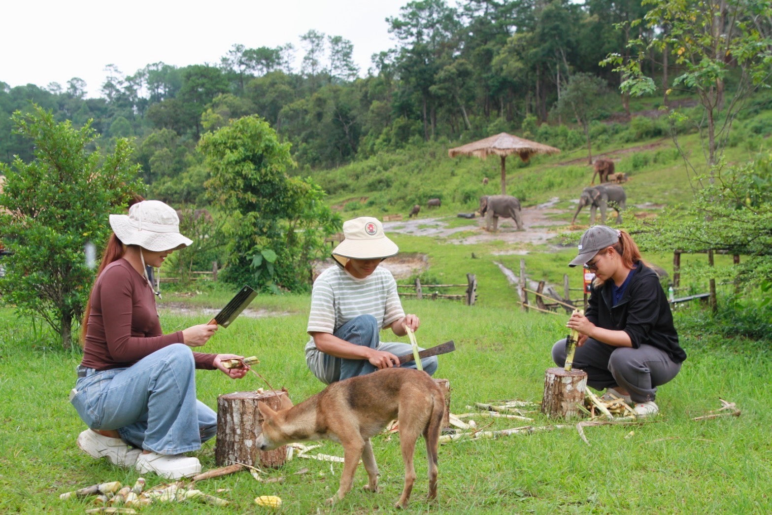 Your First Thailand Elephant Sanctuary Visit: A Step-by-Step Booking Checklist — selected sanctuary moment 1