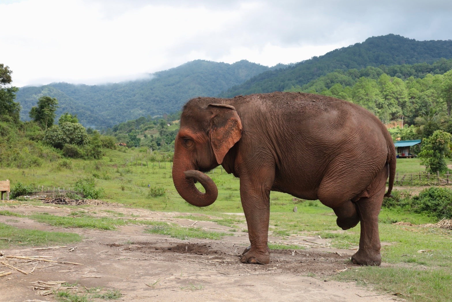 Your First Thailand Elephant Sanctuary Visit: A Step-by-Step Booking Checklist — selected sanctuary moment 3