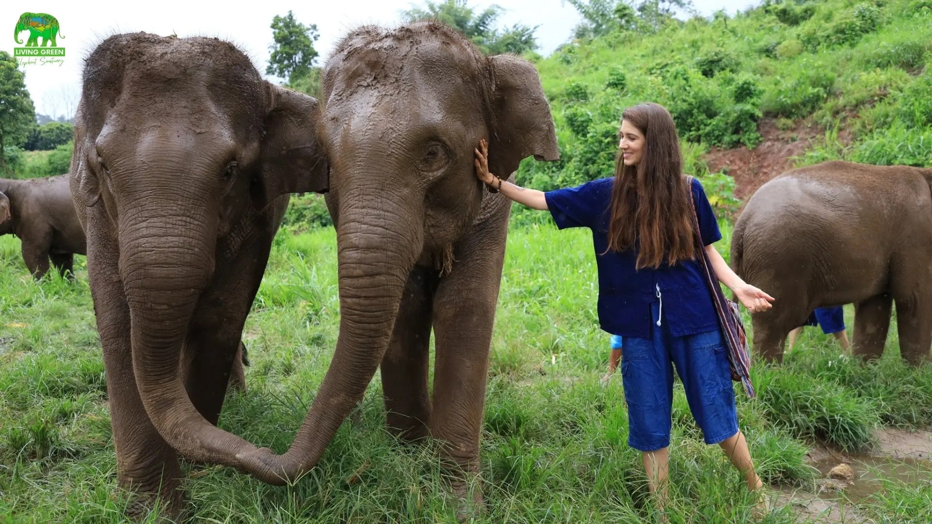 Chiang Mai vs Bangkok vs Pattaya Elephant Sanctuary Tours: Which Location Fits Your Thailand Trip?