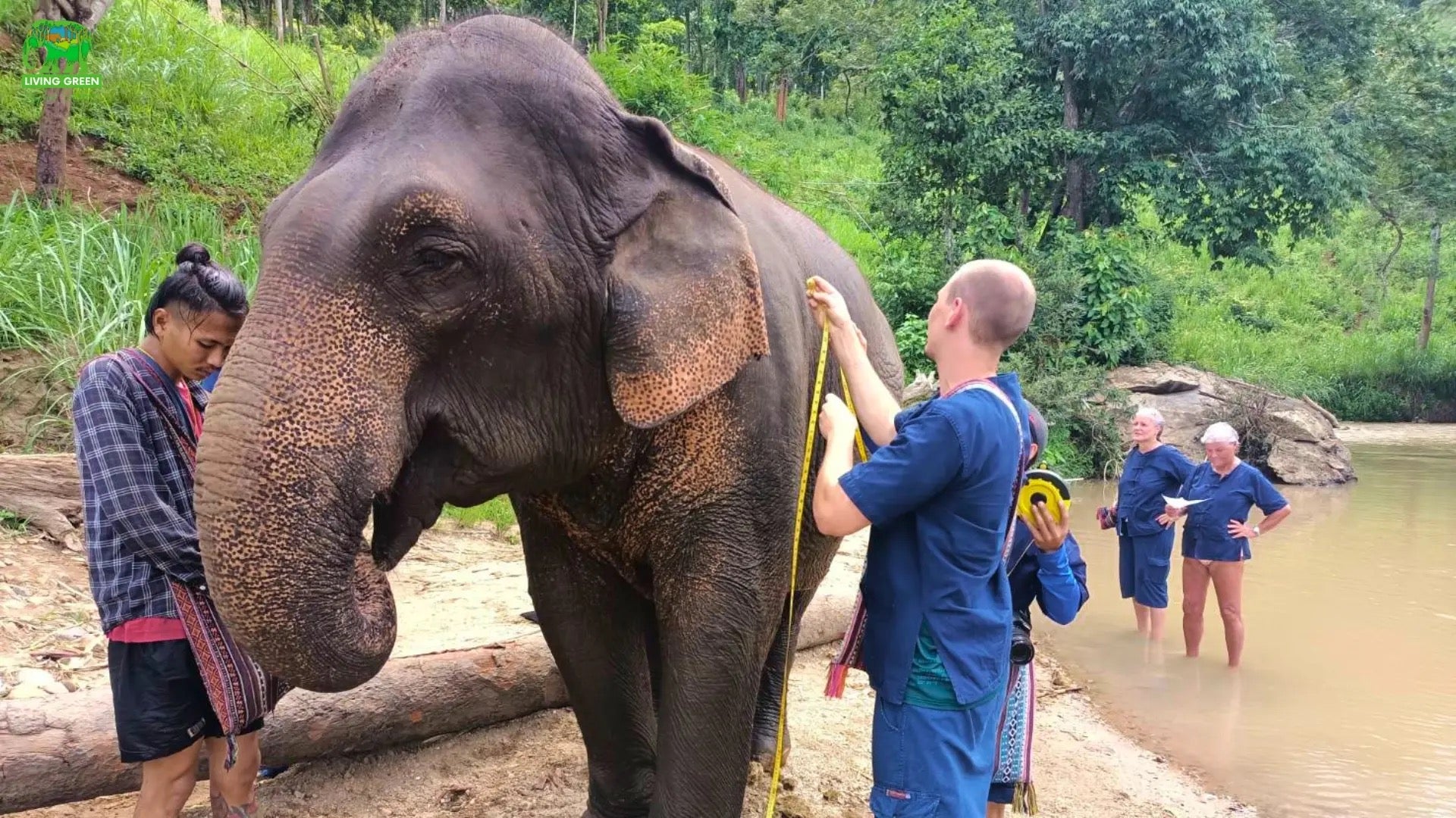 Elephants and visitors fully visible on an open sanctuary path