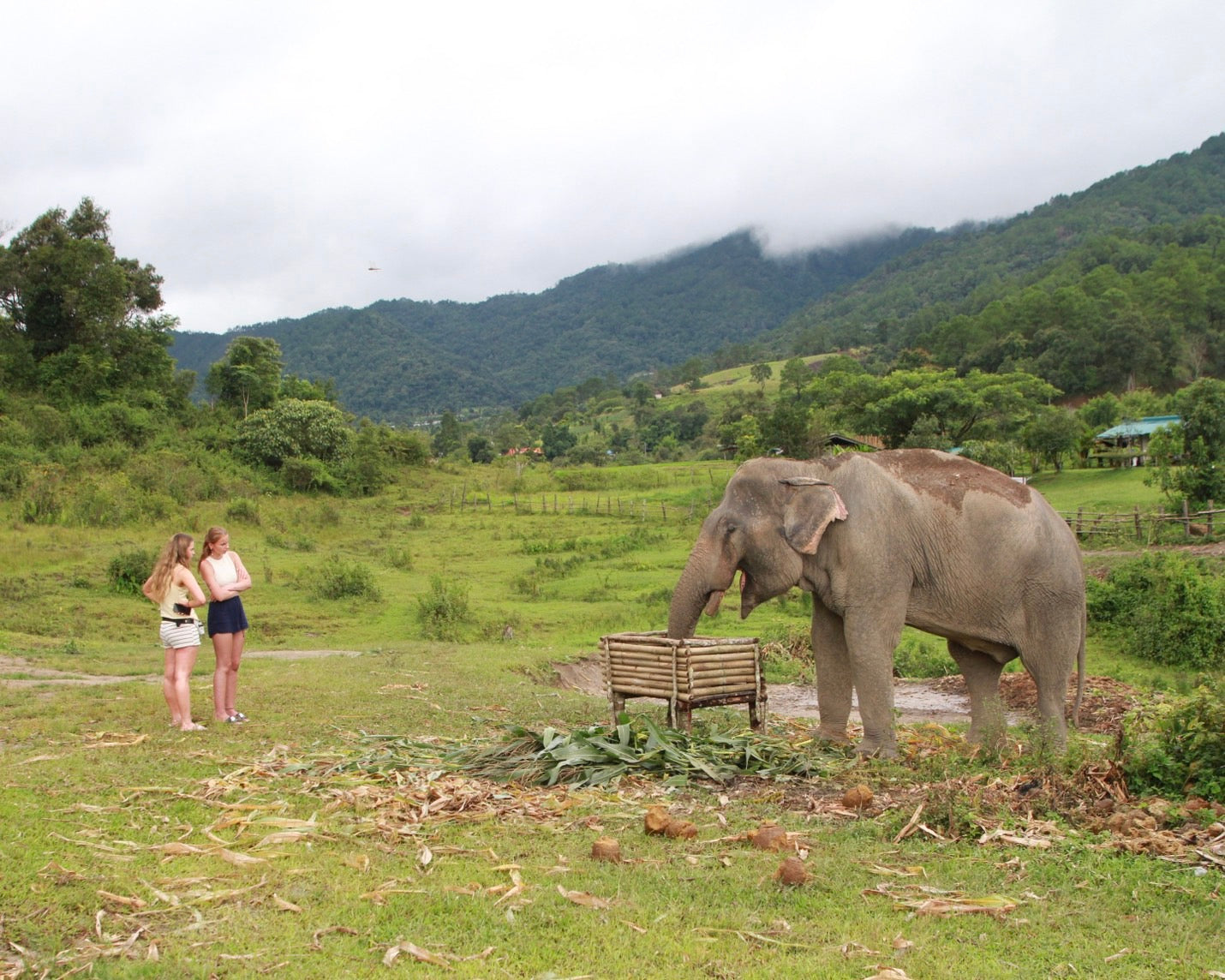 Why No-Contact Matters: The Philosophy Behind Thaielehub Elephant Sanctuary — selected sanctuary moment 1