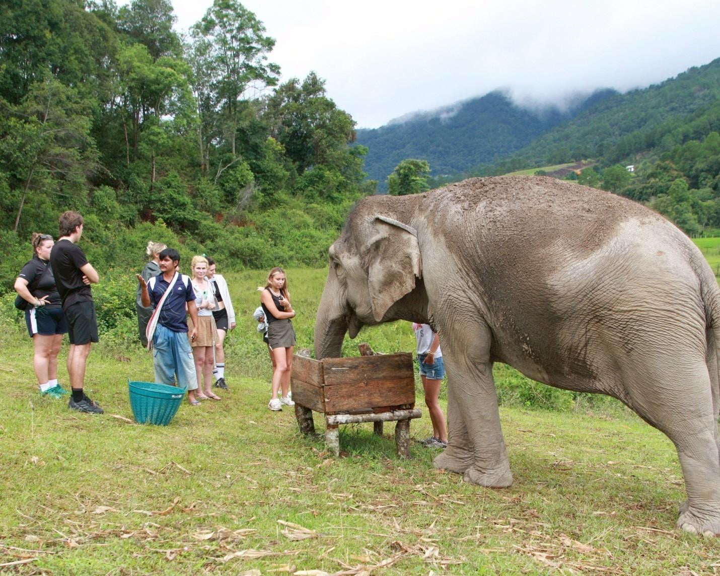 Why No-Contact Matters: The Philosophy Behind Thaielehub Elephant Sanctuary — selected sanctuary moment 2