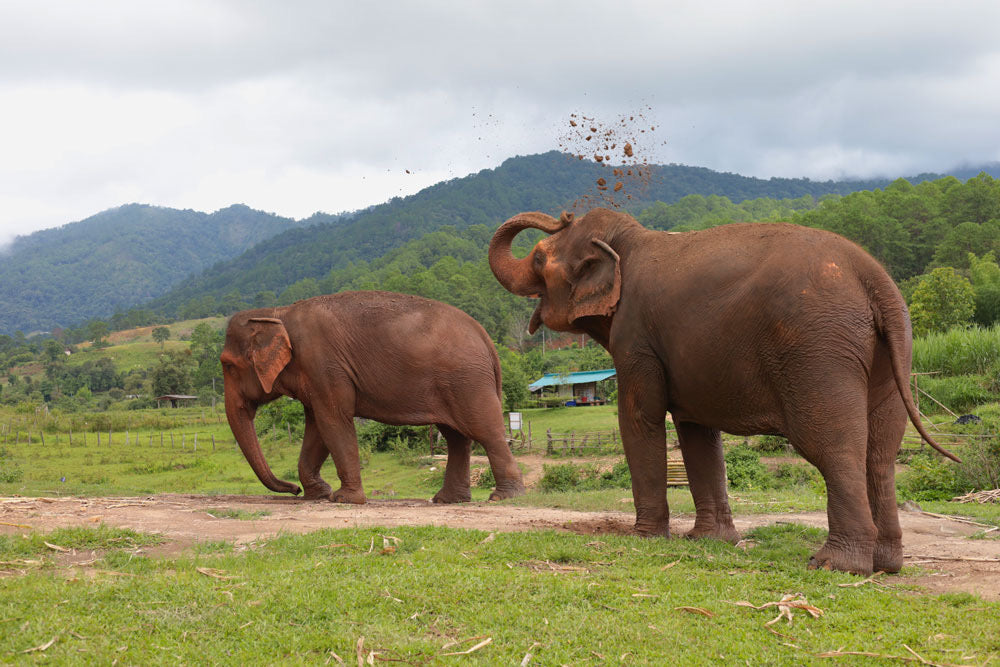 Thailand Elephant Sanctuary FAQ: 18 Questions to Ask Before You Book