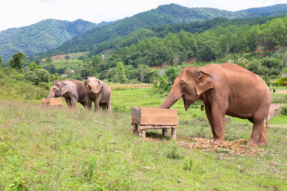 Pattaya Elephant Sanctuary Day Trip: A Practical First-Time Visitor Guide — selected sanctuary moment 6