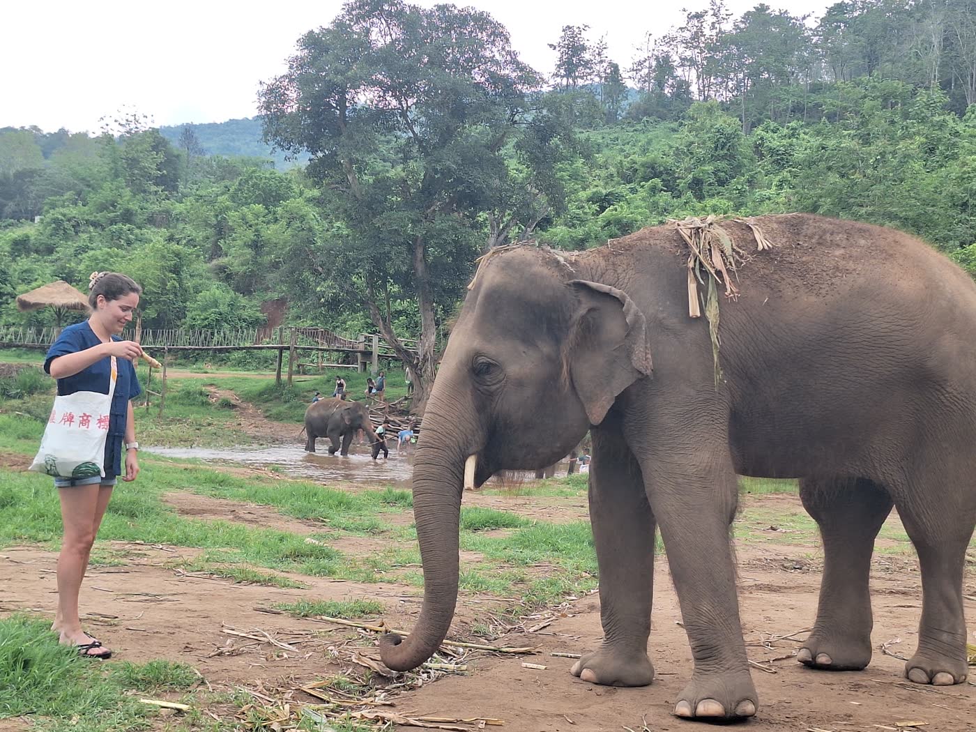Elephant herd including calves at river at Chonburi sanctuary