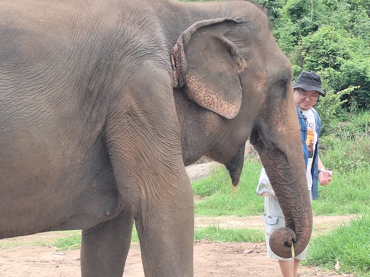 Visitors hiking through dense jungle alongside elephant