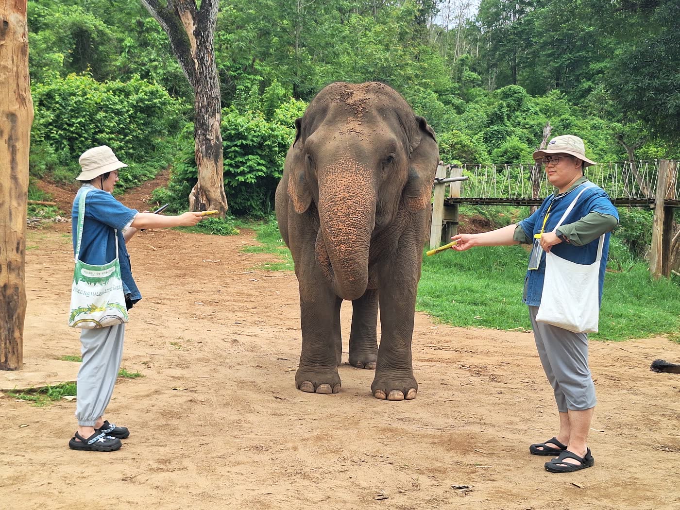 Thaielehub Chiang Mai Full-Day Encounter + Doi Inthanon Trek river or jungle activity