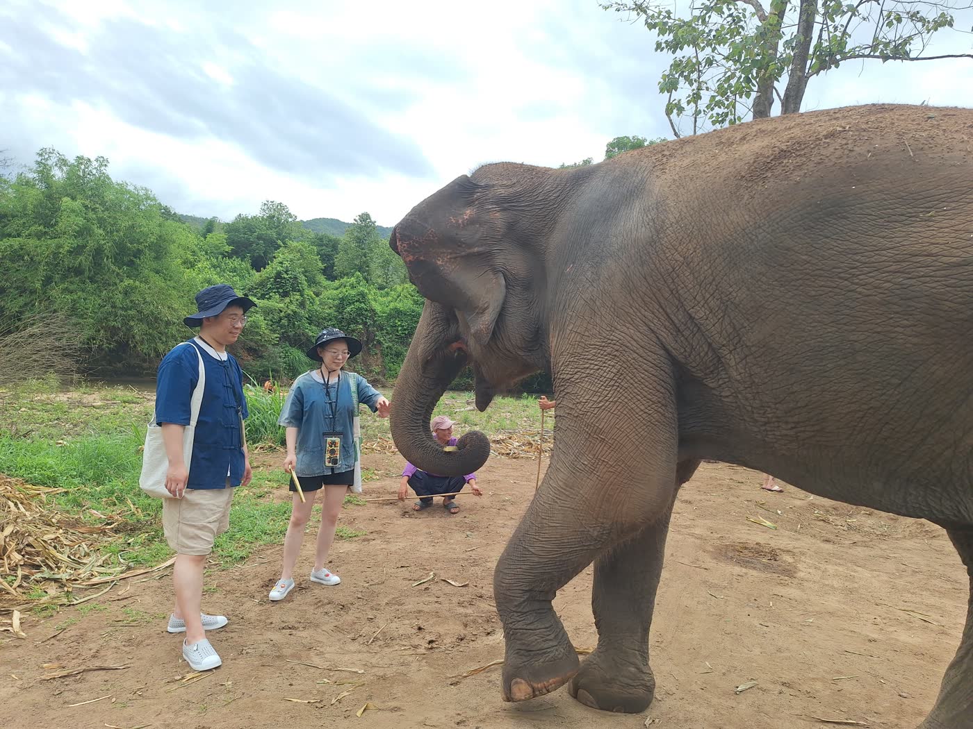How to Spot a Truly Ethical Elephant Sanctuary in Thailand (2026 Insider Guide) — ethical elephant sanctuary field photo