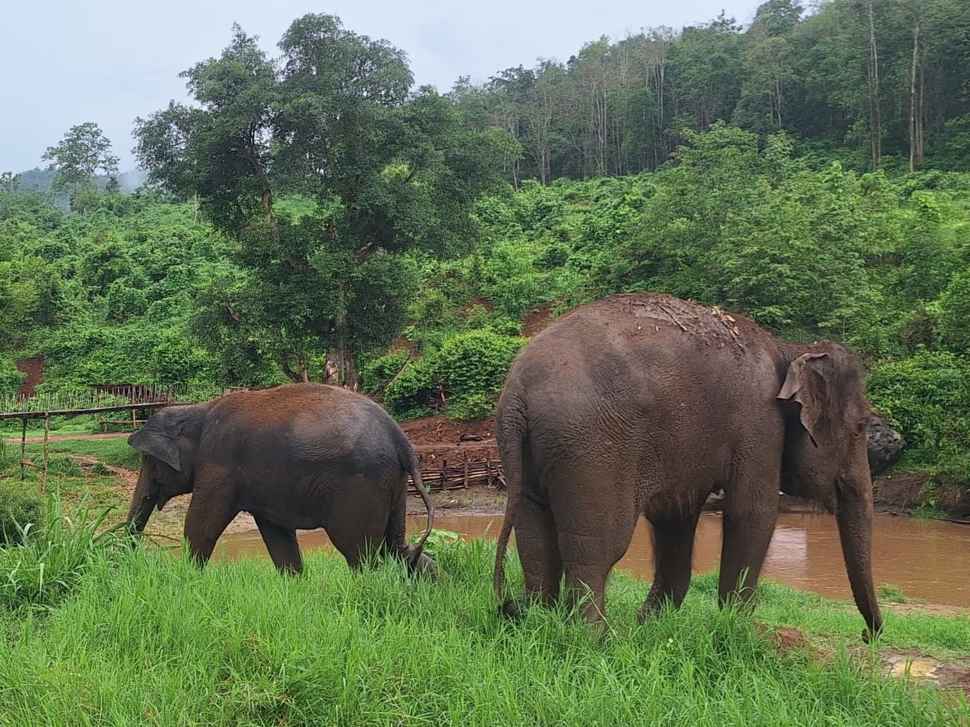 Thailand Elephant Sanctuary FAQ: 18 Questions to Ask Before You Book