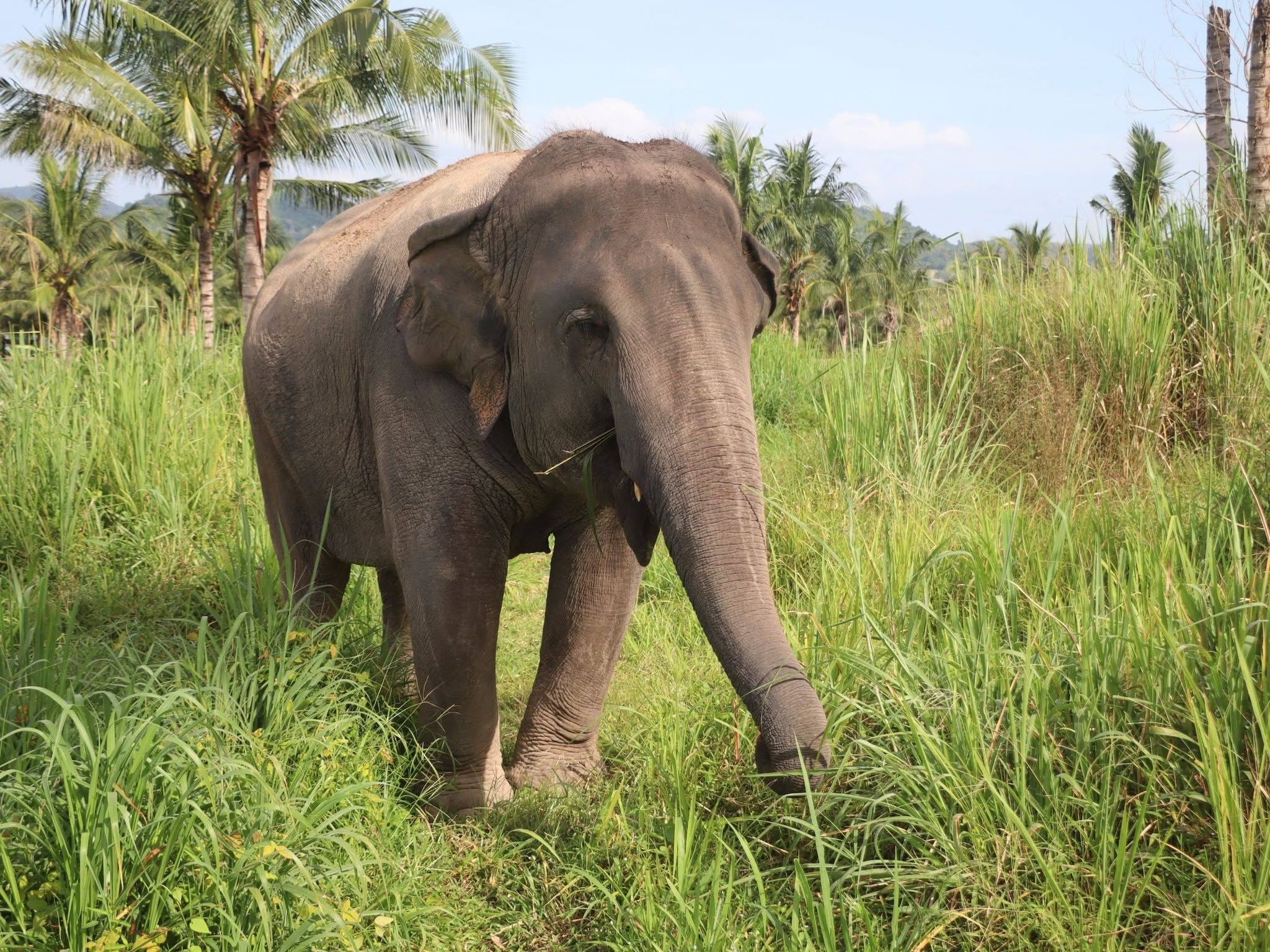 Living Green Elephant Sanctuary Chonburi elephant in tall grass for a Bangkok or Pattaya day trip