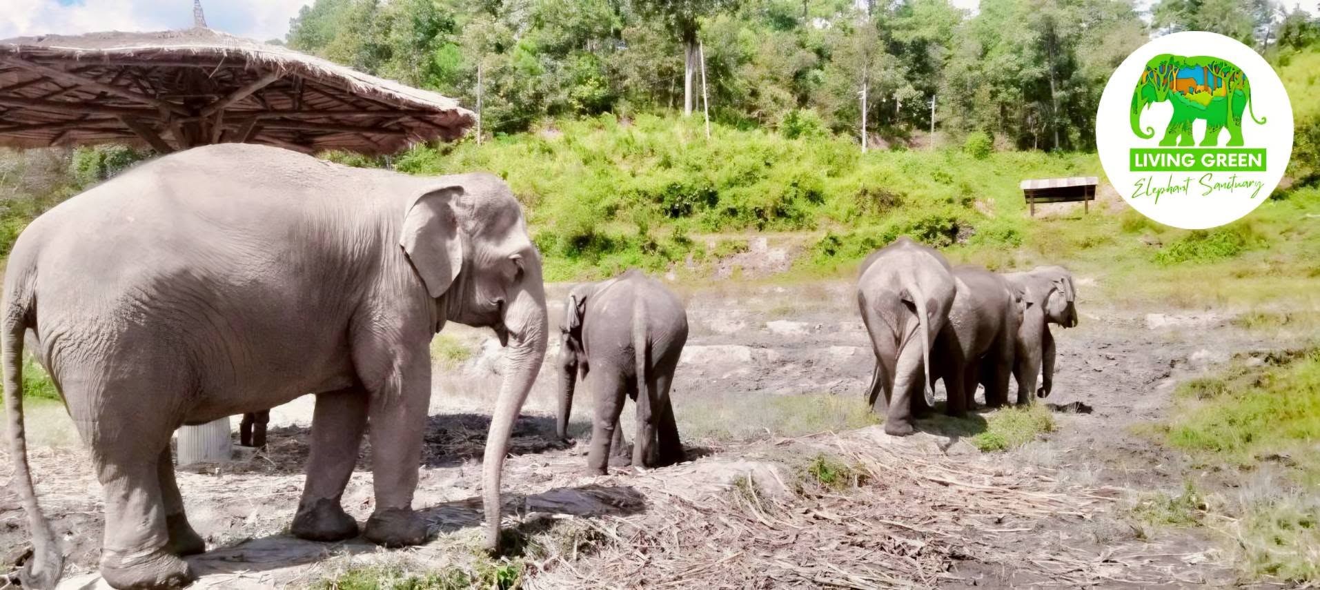 Living Green Elephant Sanctuary Chiang Mai elephant family in a green mountain sanctuary habitat with no riding or shows