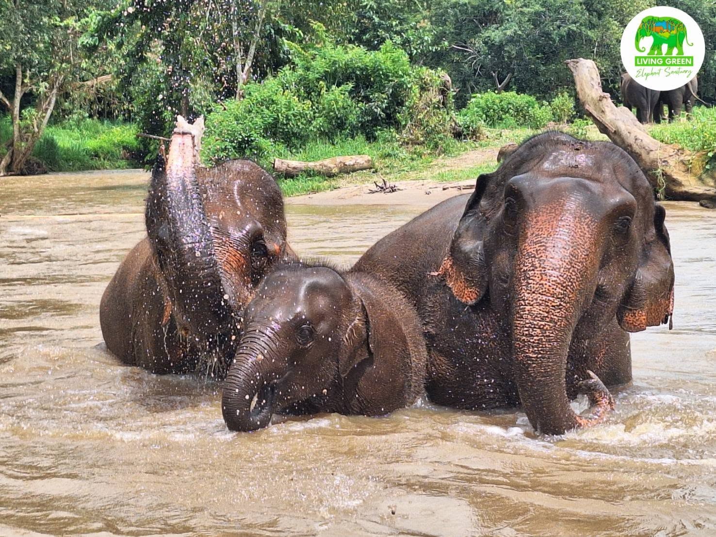 Elephants bathing naturally in the river during a Chiang Mai ethical sanctuary experience