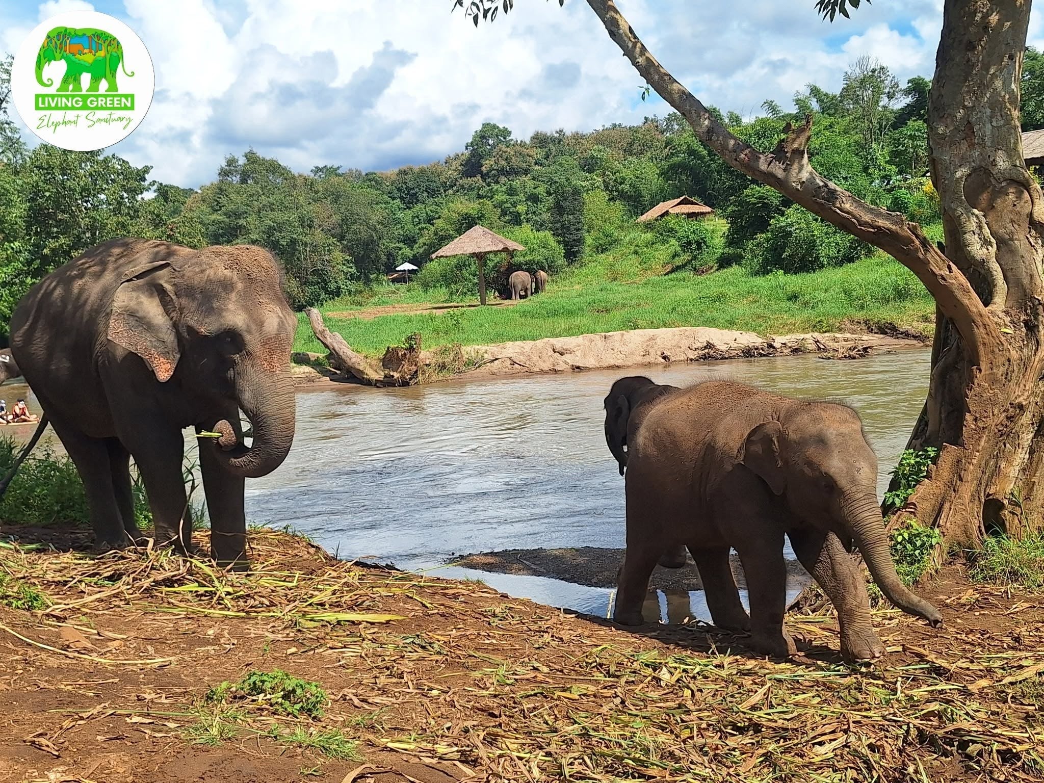 Rescued elephants enjoying calm river time at Living Green Elephant Sanctuary in Chiang Mai