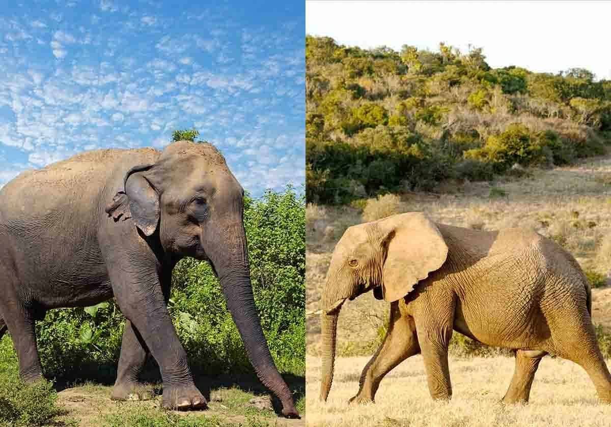 Pattaya Elephant Sanctuary Tours
