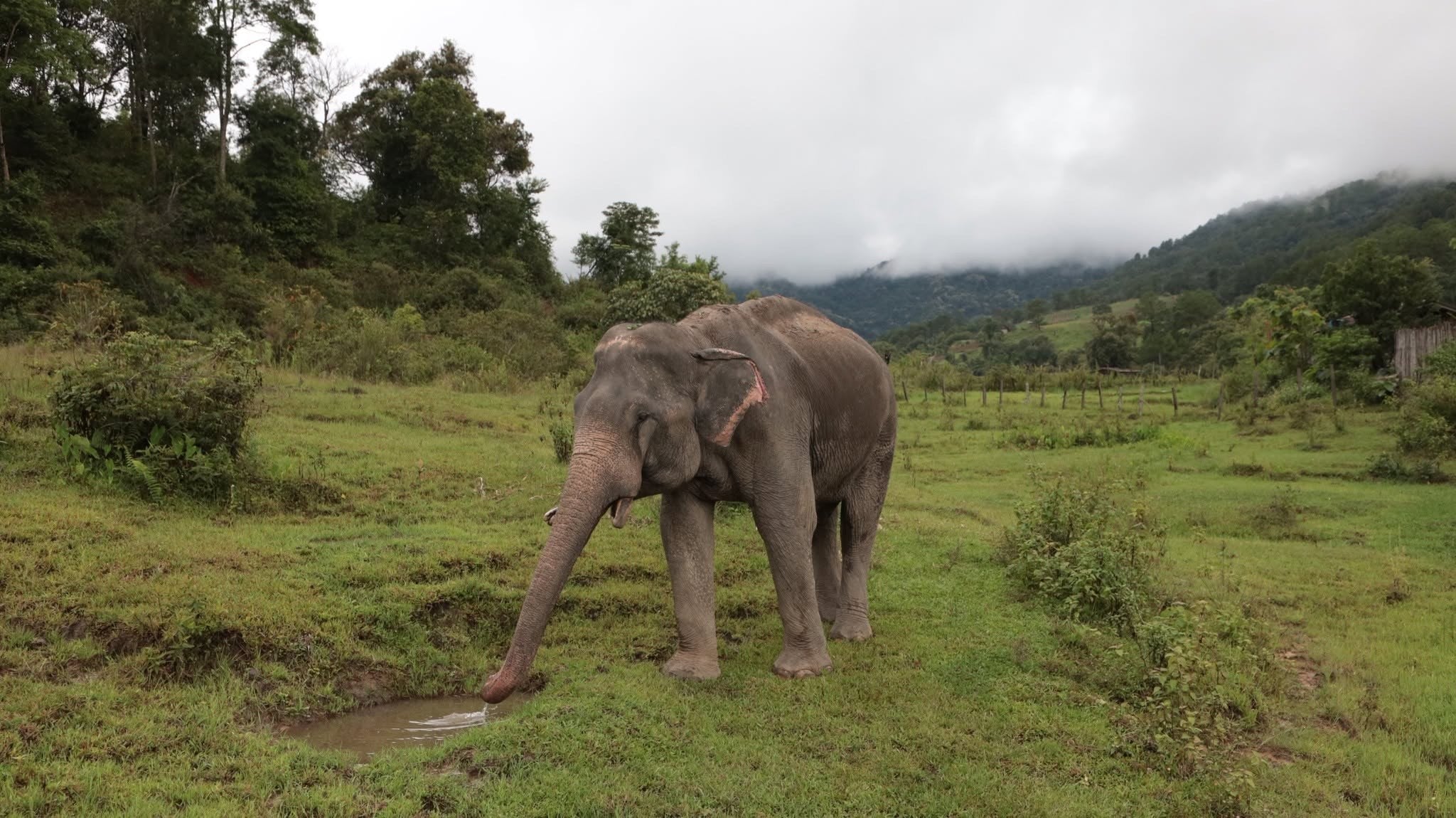 Elephant walking in a misty mountain field at Big Boy Elephant Sanctuary in Chiang Mai