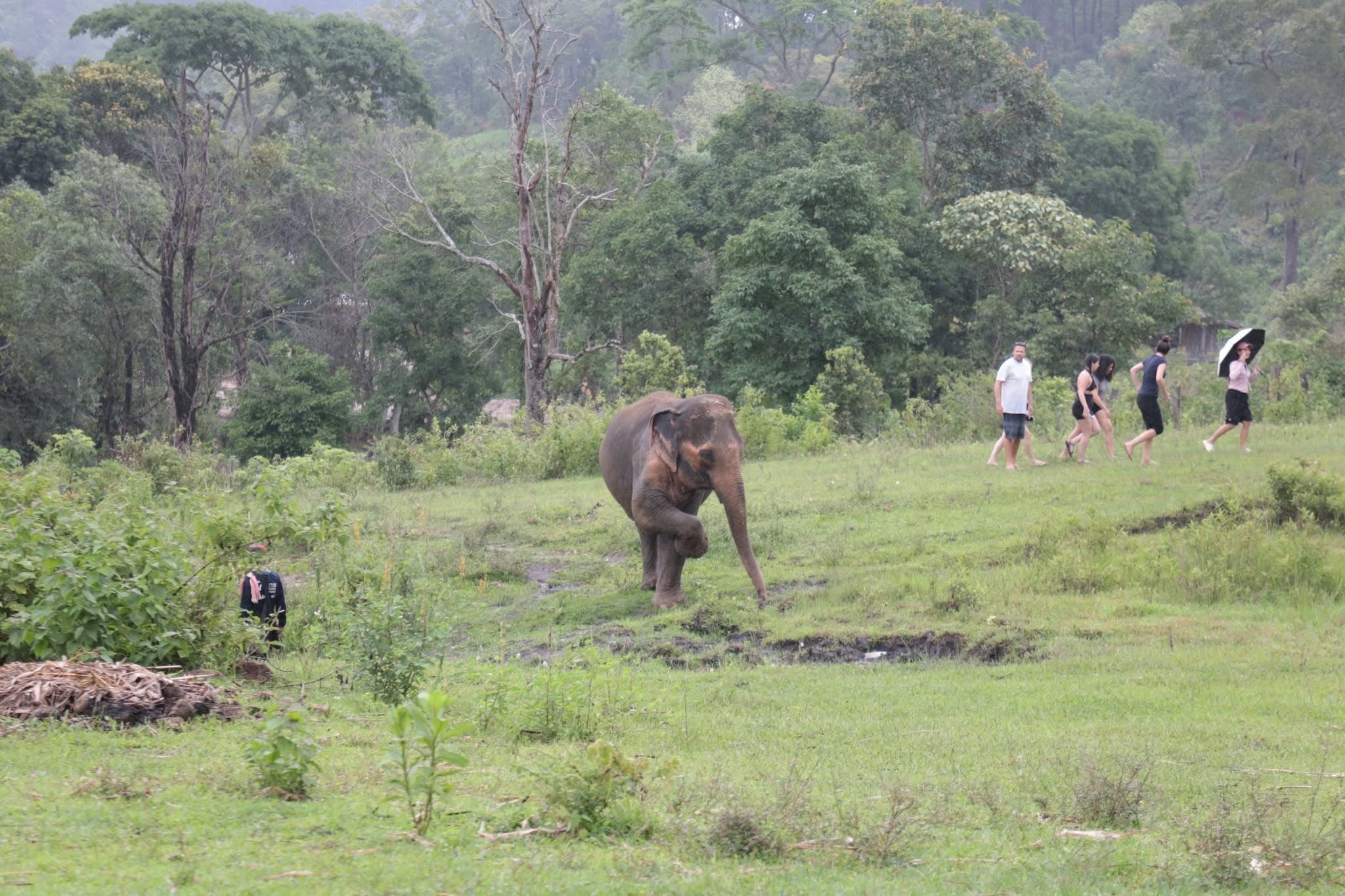 Elephant walking across an open mountain meadow at Big Boy Elephant Sanctuary Chiang Mai