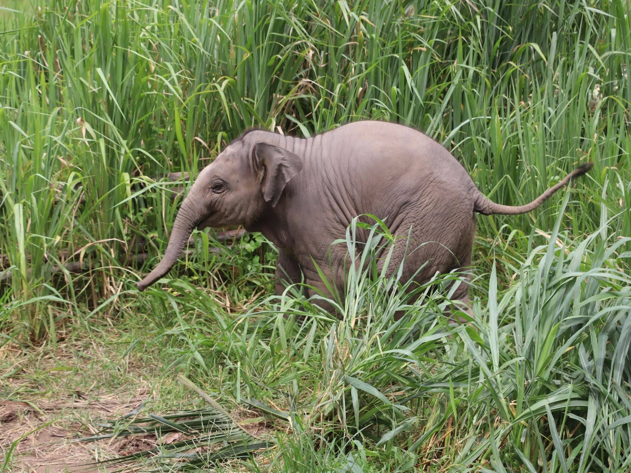 Young elephant exploring tall grass at Living Green Elephant Sanctuary in Chonburi
