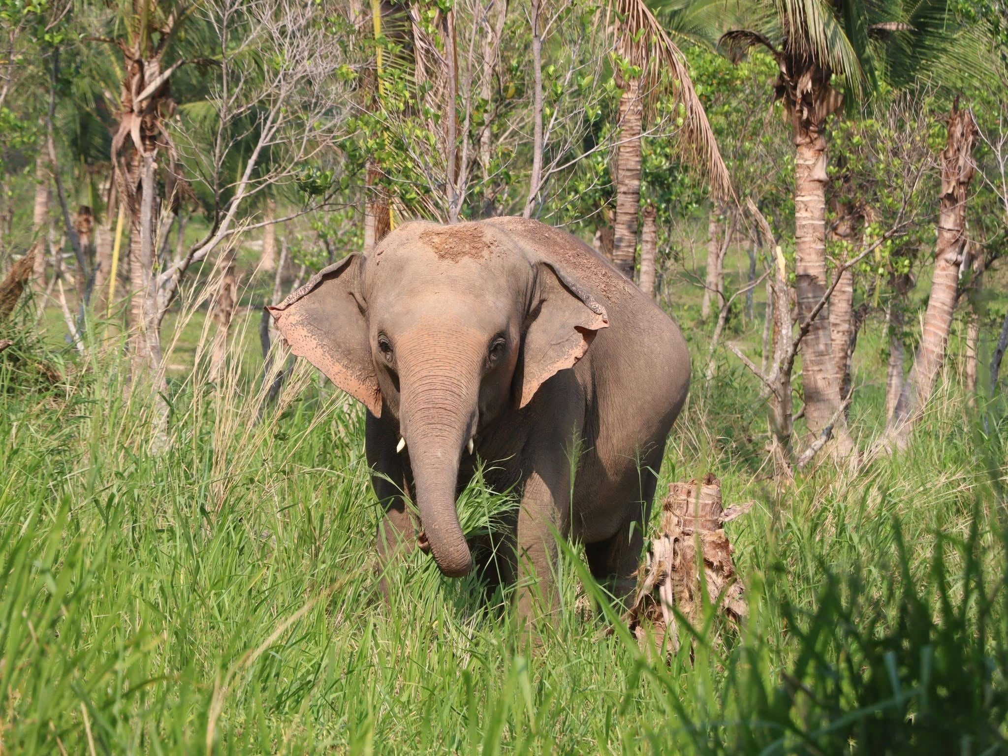 Young elephant standing among trees at Living Green Elephant Sanctuary in Chonburi