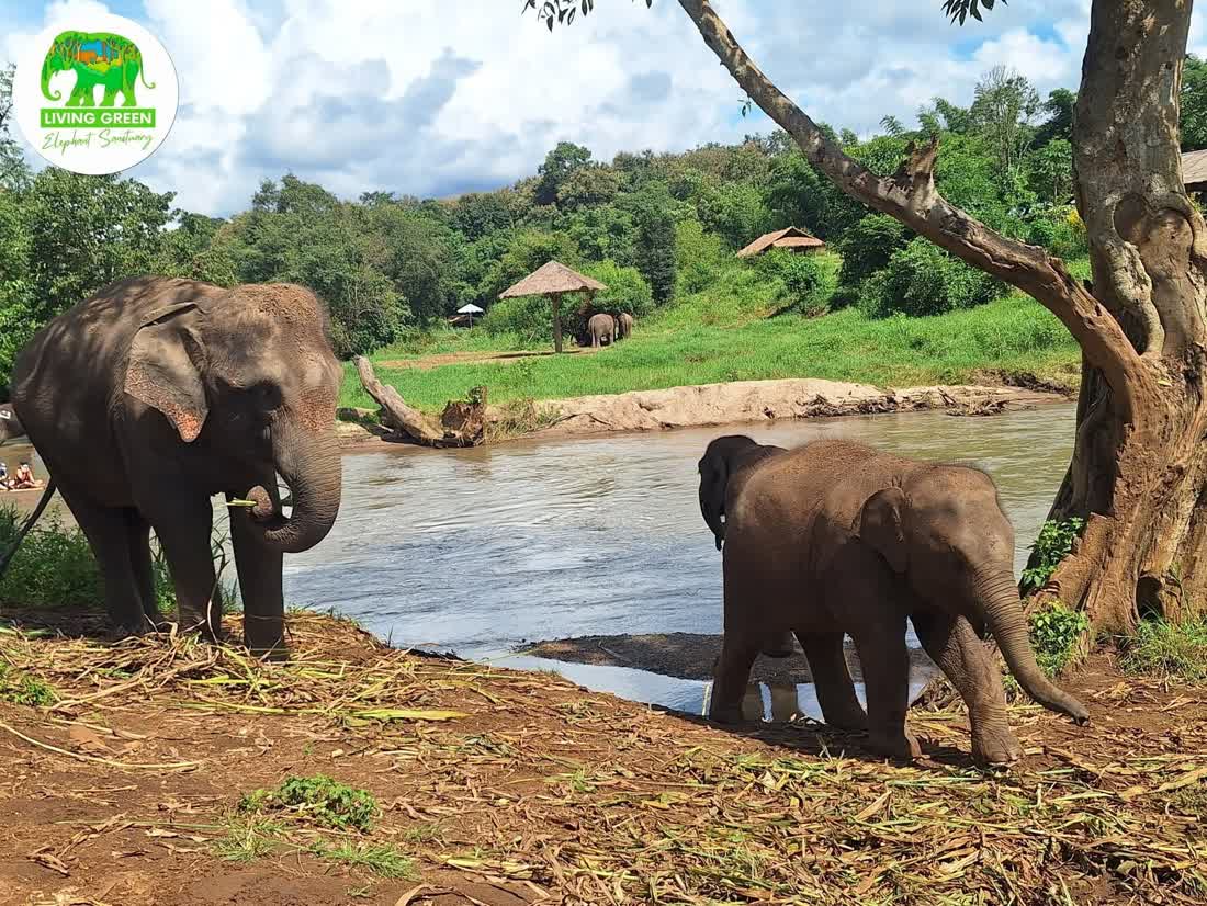 Elephants beside the river habitat at Living Green Elephant Sanctuary in Chiang Mai
