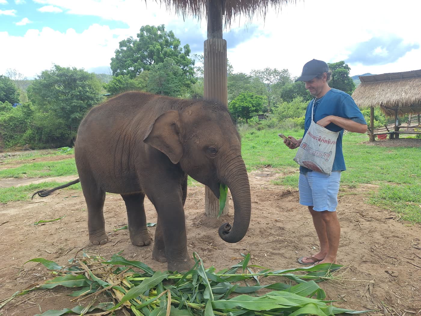 Visitor observing an elephant in a Chiang Mai countryside setting