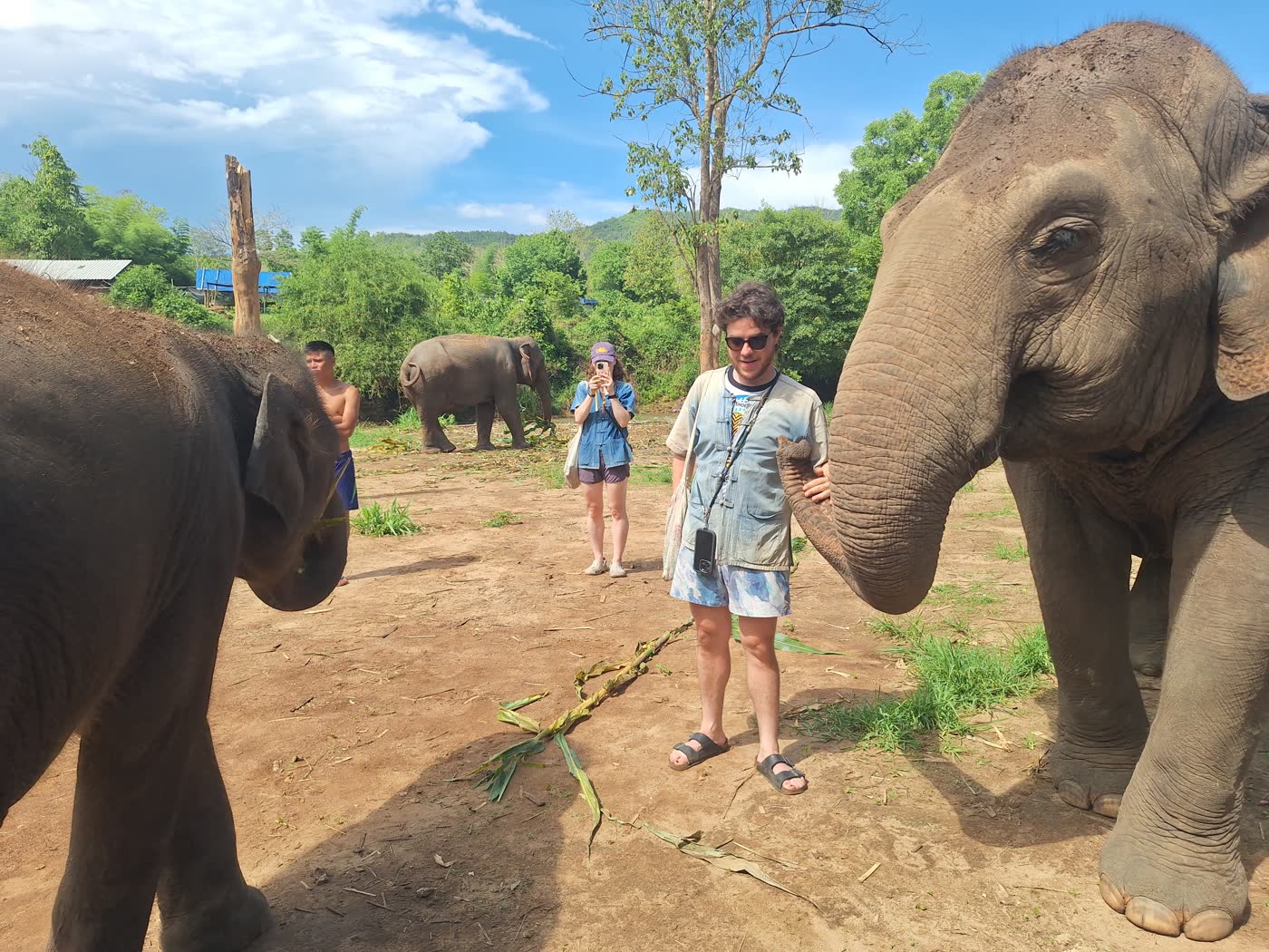 ThaiEleHub elephants in natural sanctuary habitat