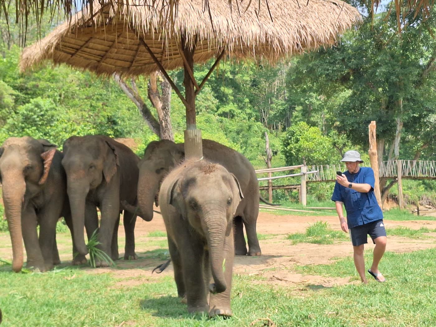 Elephants walking freely in a forest sanctuary
