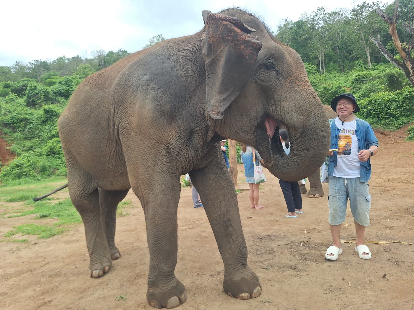 Elephant sanctuary landscape in Chiang Mai Thailand