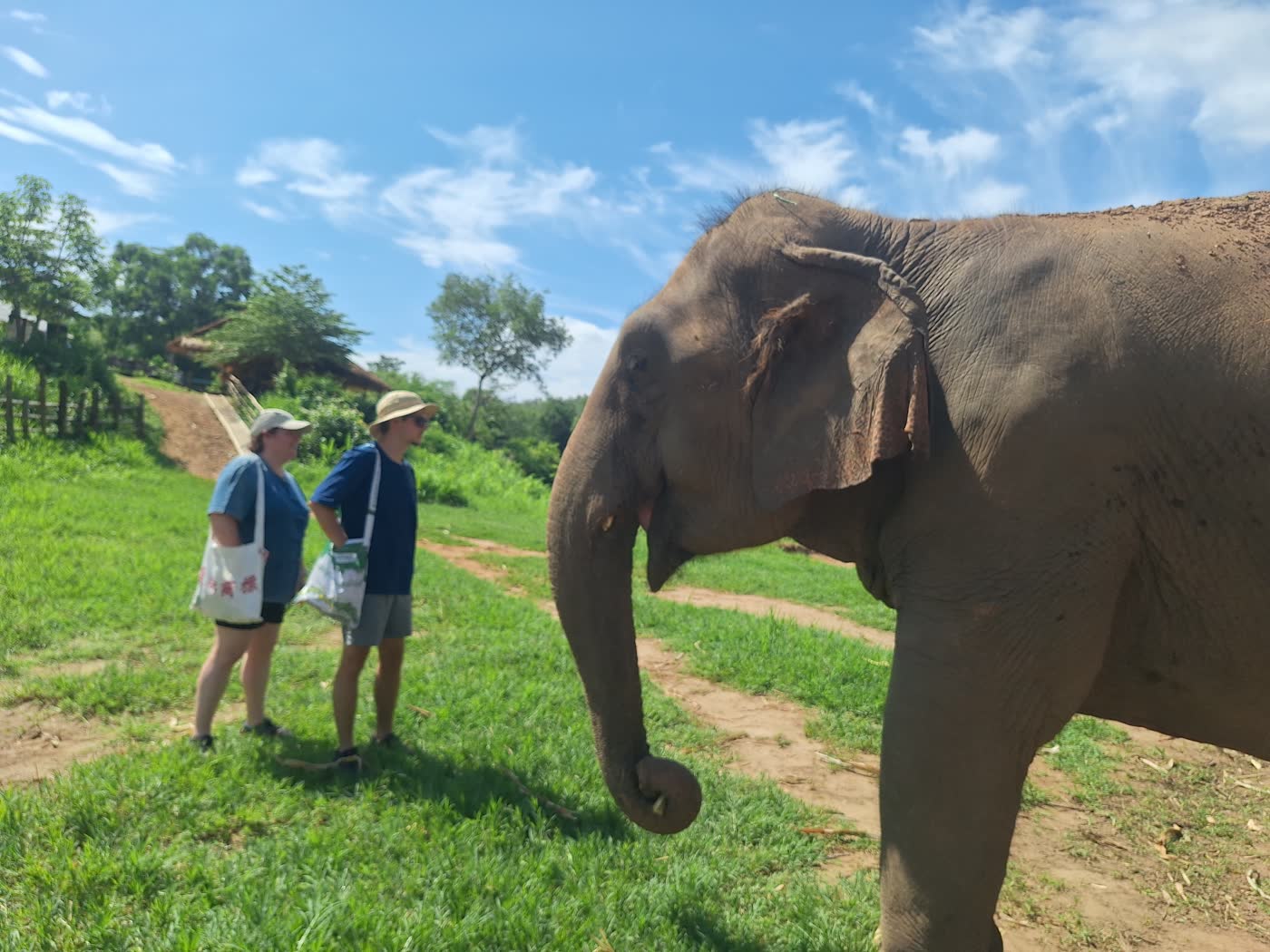 Small-Group Elephant Sanctuary Tours: Why Group Size Changes the Whole Experience — selected sanctuary moment 3