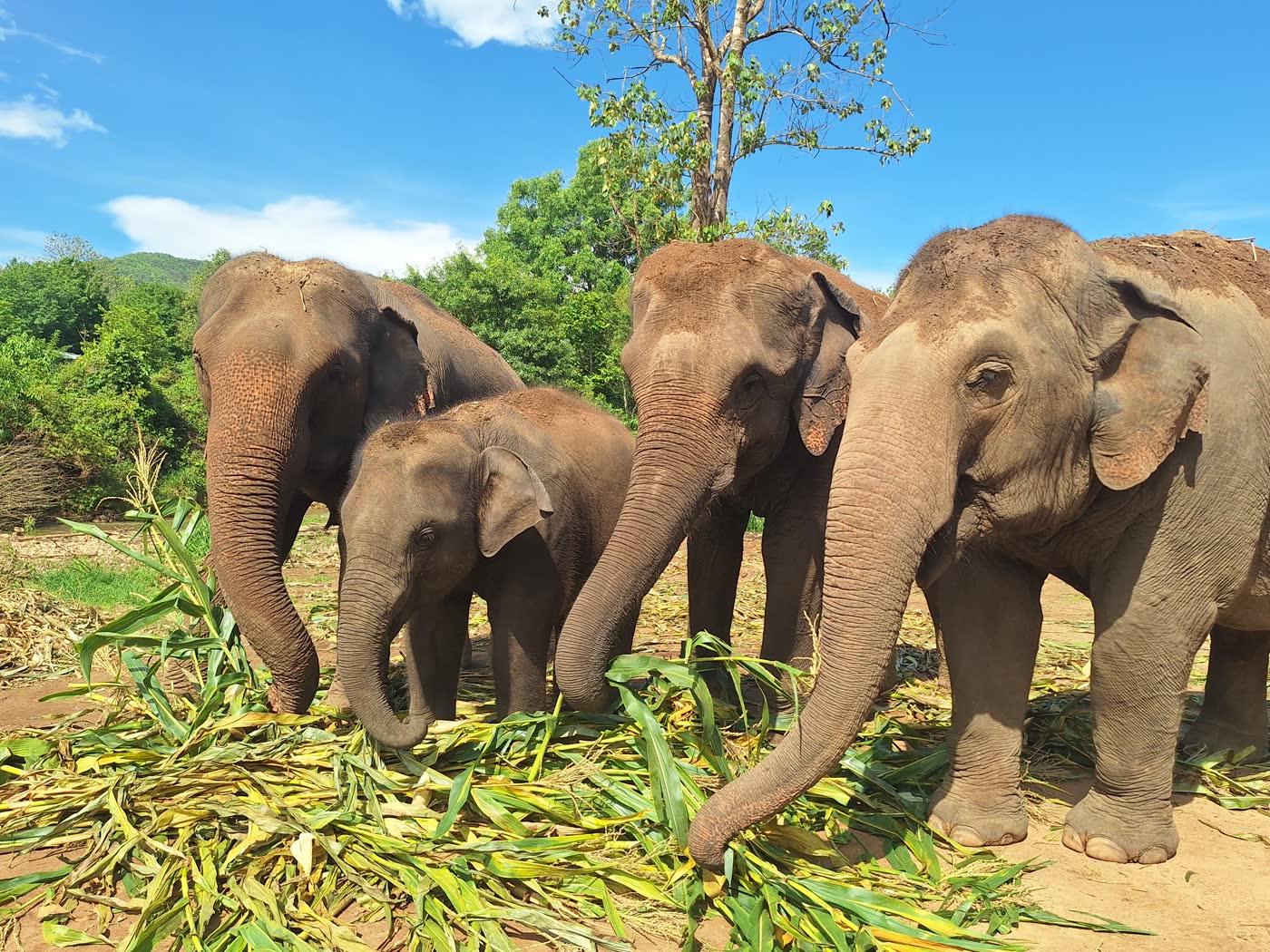 Thailand Elephant Sanctuary Packing List: What to Bring — selected sanctuary moment 3