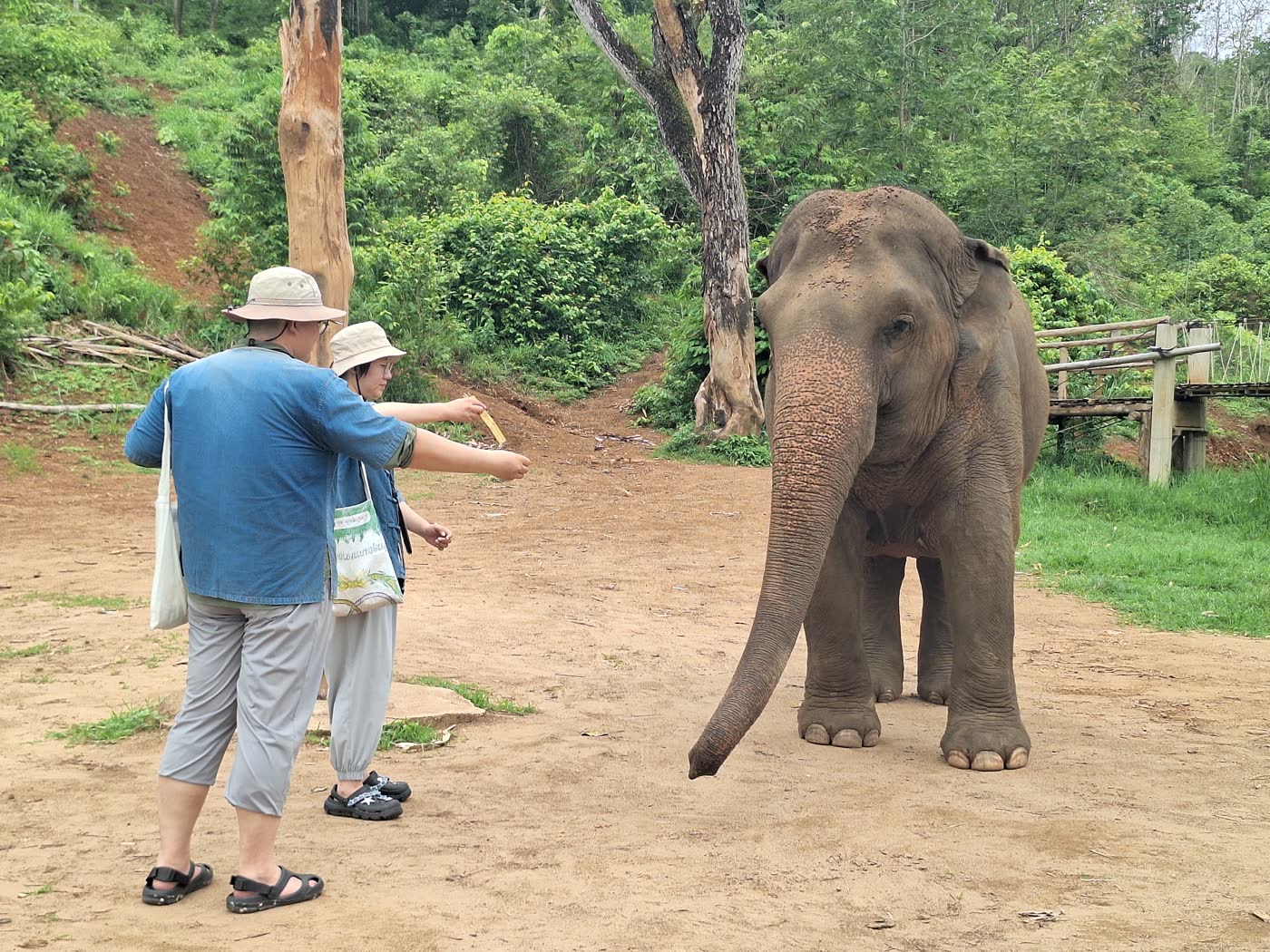 First Time in Thailand? How to Add an Ethical Elephant Sanctuary Day Without Overplanning — selected sanctuary moment 3