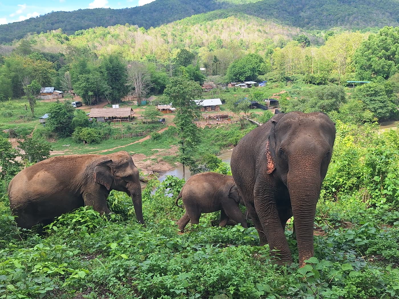 First Time in Thailand? How to Add an Ethical Elephant Sanctuary Day Without Overplanning — selected sanctuary moment 6