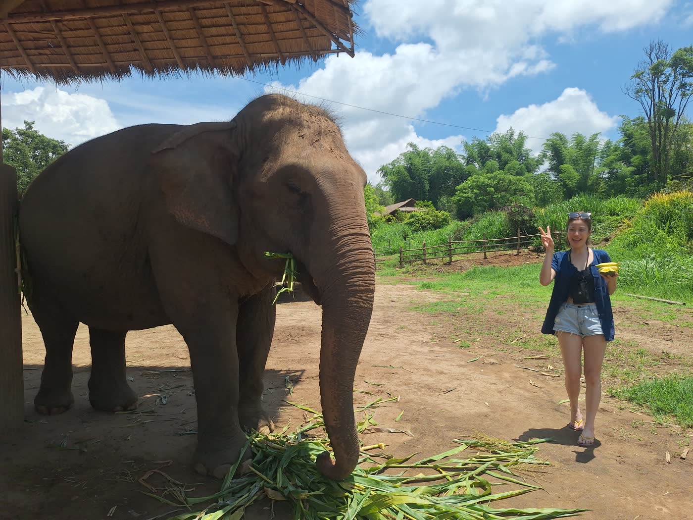 Bangkok to Elephant Sanctuary: Meeting Point or Hotel Pickup? — selected sanctuary moment 2