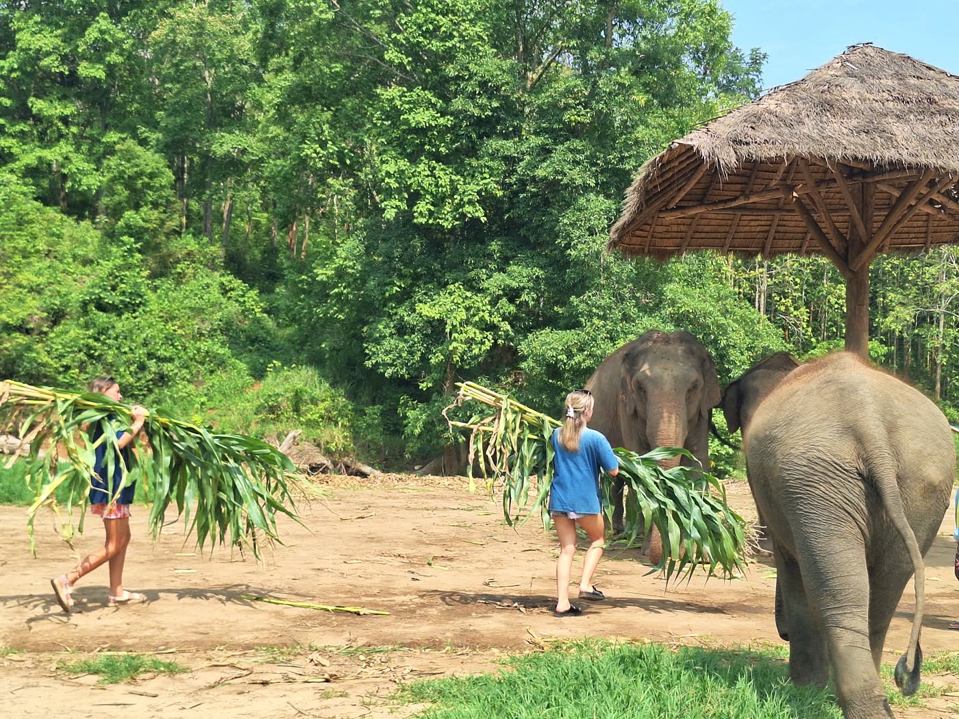 Bangkok to Elephant Sanctuary: Meeting Point or Hotel Pickup? — selected sanctuary moment 3
