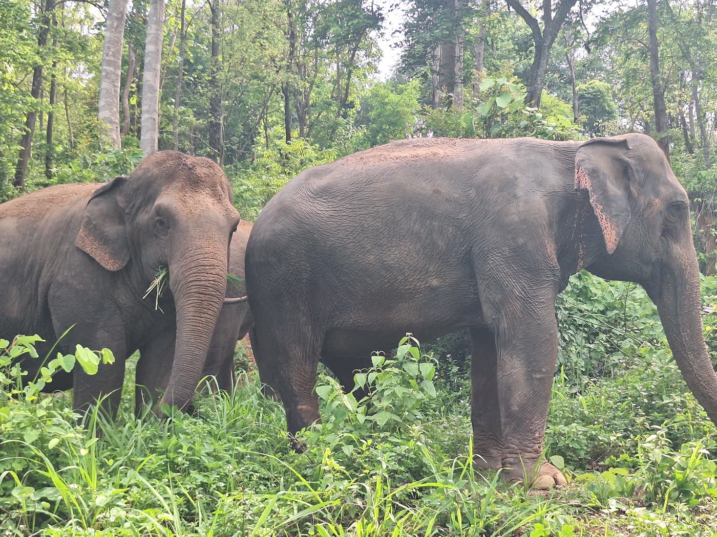 Bangkok to Elephant Sanctuary: Meeting Point or Hotel Pickup? — selected sanctuary moment 4