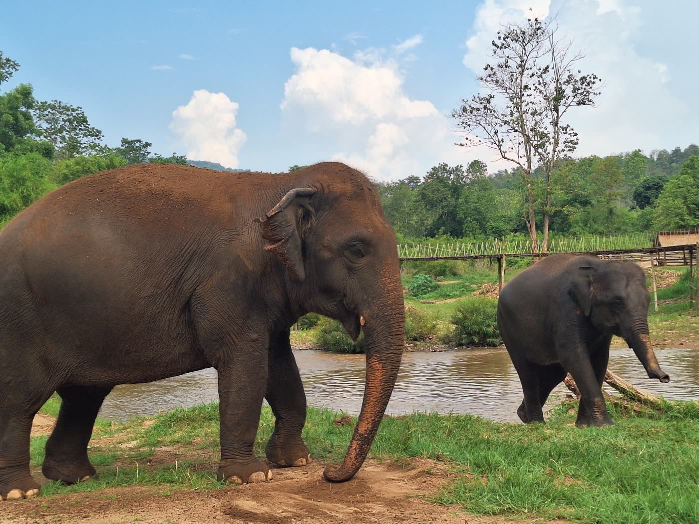 Why No-Contact Matters: The Philosophy Behind ThaiEleHub Elephant Sanctuary — selected sanctuary moment 1