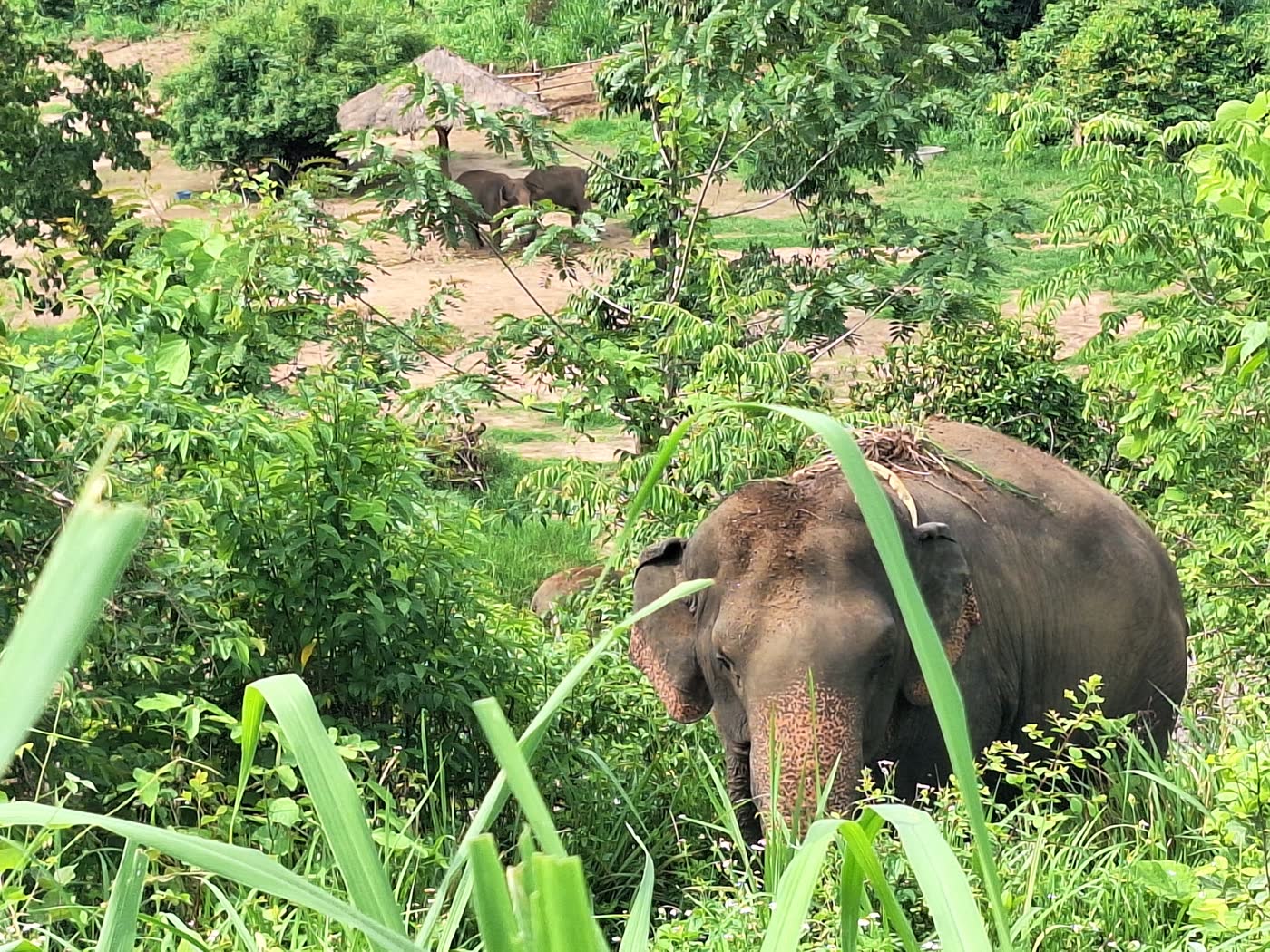 Why No-Contact Matters: The Philosophy Behind ThaiEleHub Elephant Sanctuary — selected sanctuary moment 2