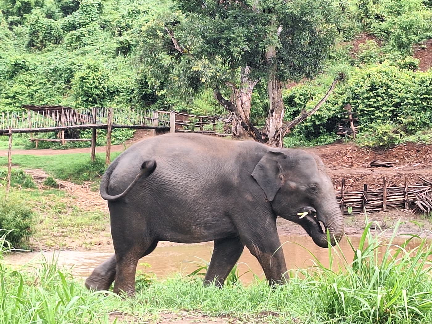Why No-Contact Matters: The Philosophy Behind ThaiEleHub Elephant Sanctuary — selected sanctuary moment 3