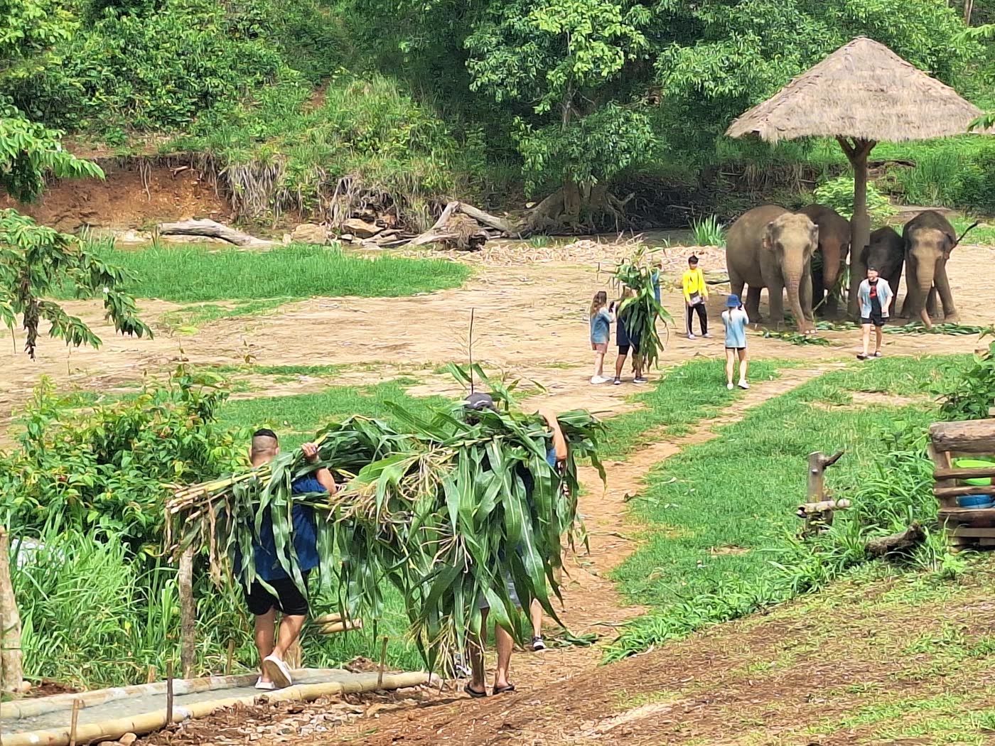 Why No-Contact Matters: The Philosophy Behind ThaiEleHub Elephant Sanctuary — selected sanctuary moment 4