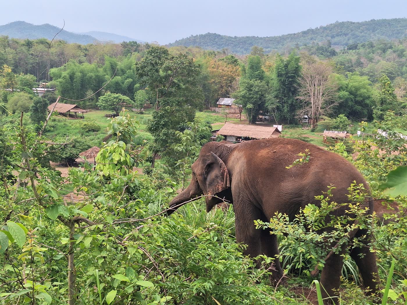 Why No-Contact Matters: The Philosophy Behind ThaiEleHub Elephant Sanctuary — selected sanctuary moment 5