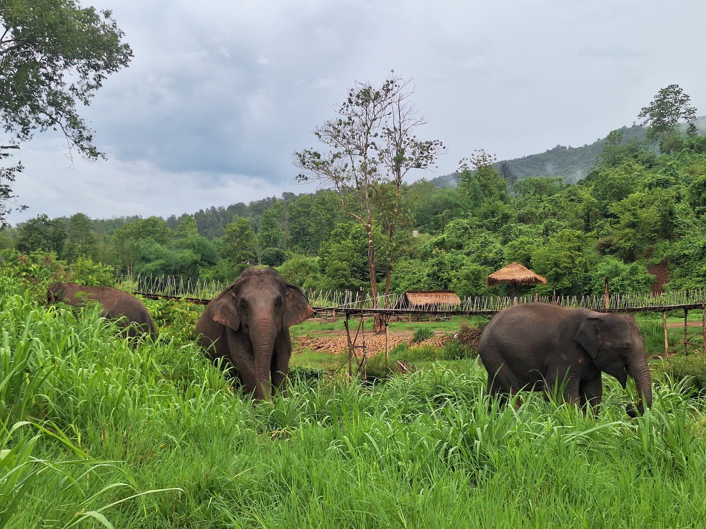 Why No-Contact Matters: The Philosophy Behind ThaiEleHub Elephant Sanctuary — selected sanctuary moment 6