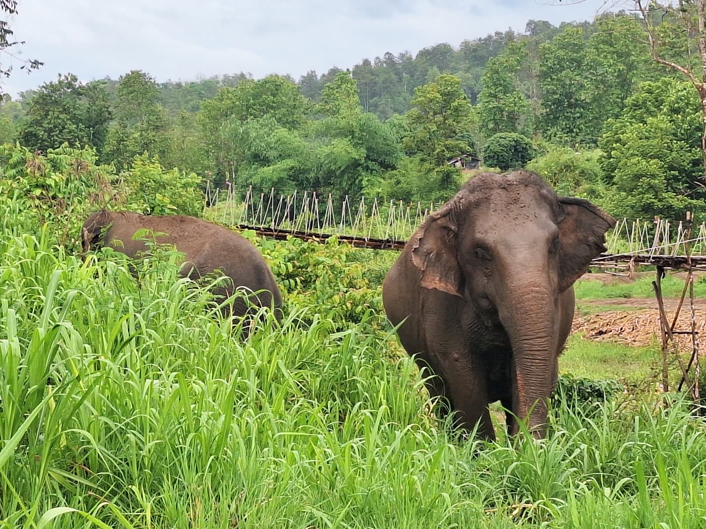 Bangkok to Elephant Sanctuary: Meeting Point or Hotel Pickup? — selected sanctuary moment 5