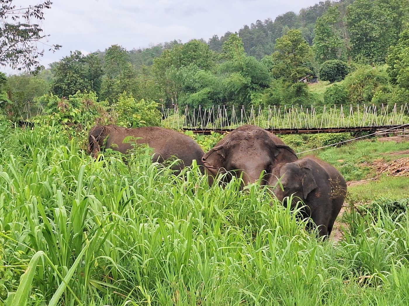 Bangkok to Elephant Sanctuary: Meeting Point or Hotel Pickup? — selected sanctuary moment 6